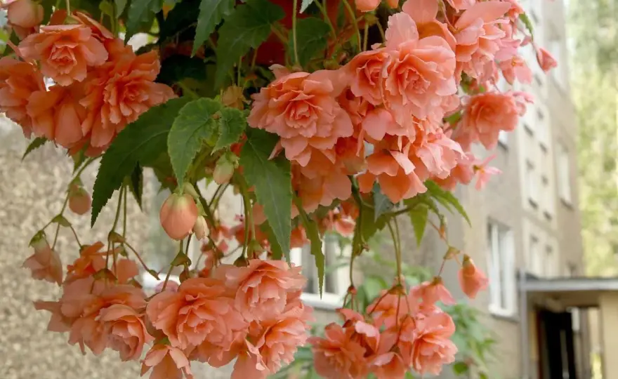 Begonia kaskadowa - uprawa bez błędów! Kwitnie do jesieni