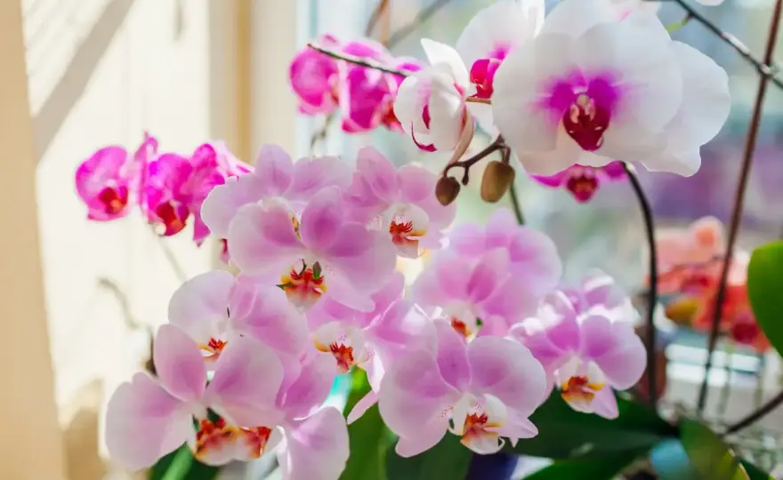 Orchidée dans le noir - est-ce efficace pour refleurir ?