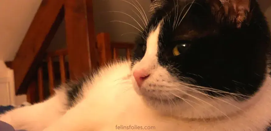 Chat craintif - Combien de temps pour s'adapter et quand s'inquiéter?