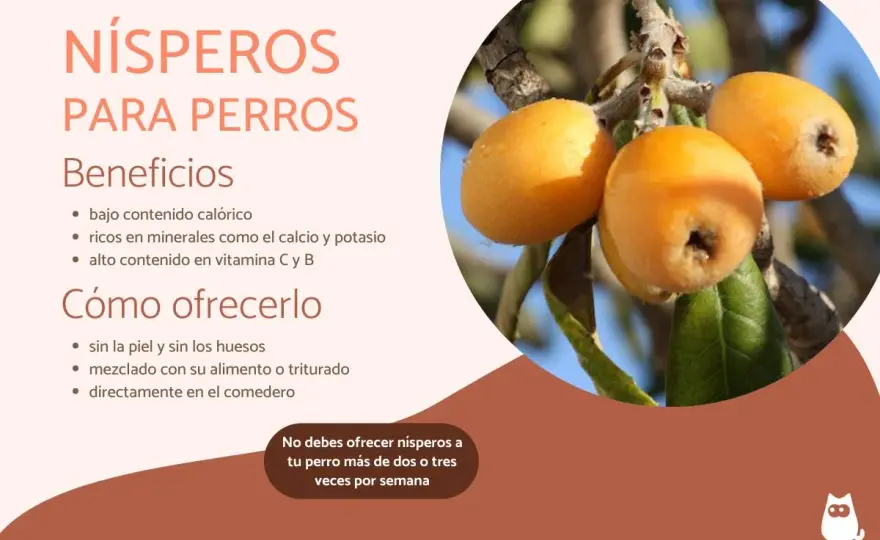 ¿Pueden los perros comer nísperos? La verdad que debes saber
