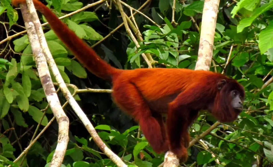 Mono rojo - ¿Una especie o varios primates? Descúbrelo aquí