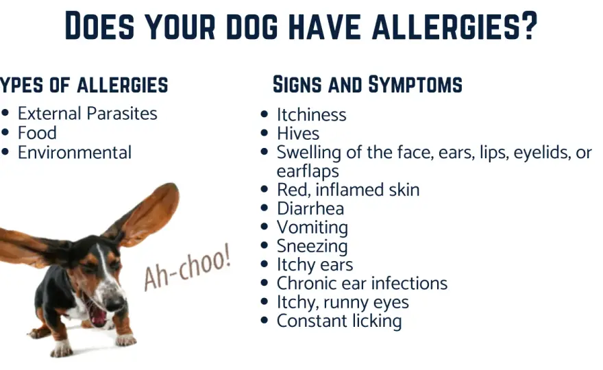 Dog Skin Allergies - Stop the Itch, Find the Cause