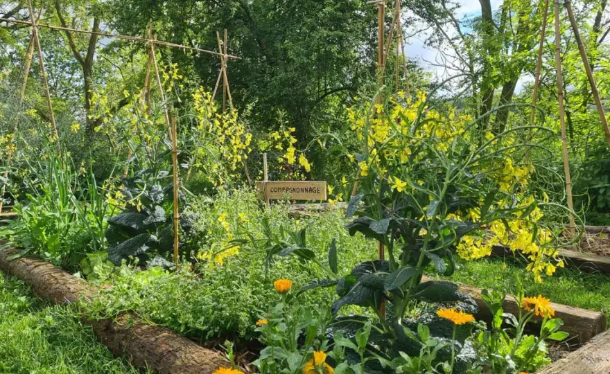 Potager réussi - 6 clés pour un jardin productif et facile