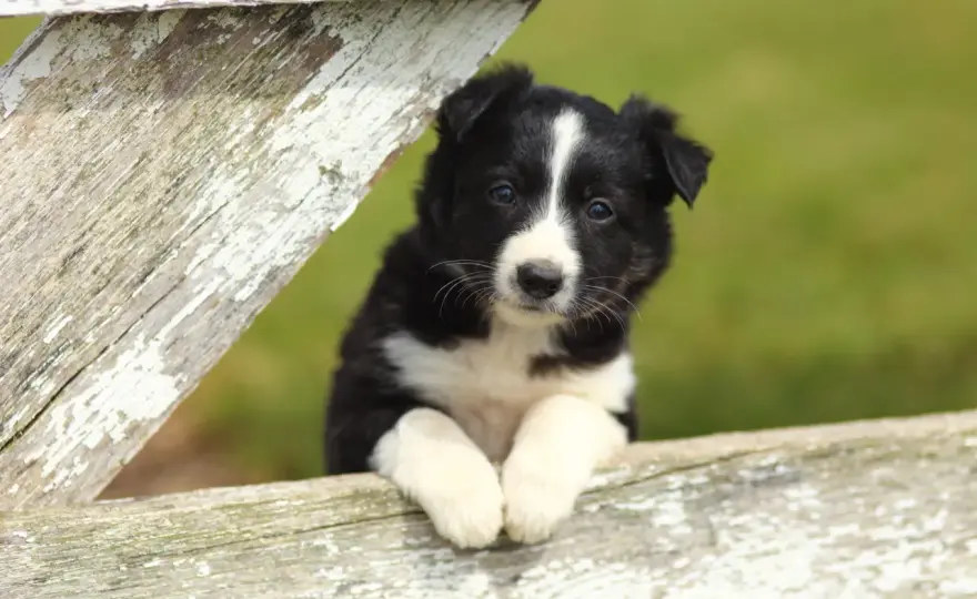 Border Collie - Un chien pour vous ? Découvrez la vérité !