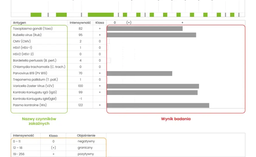 IgG - co naprawdę oznacza Twój wynik? Interpretacja