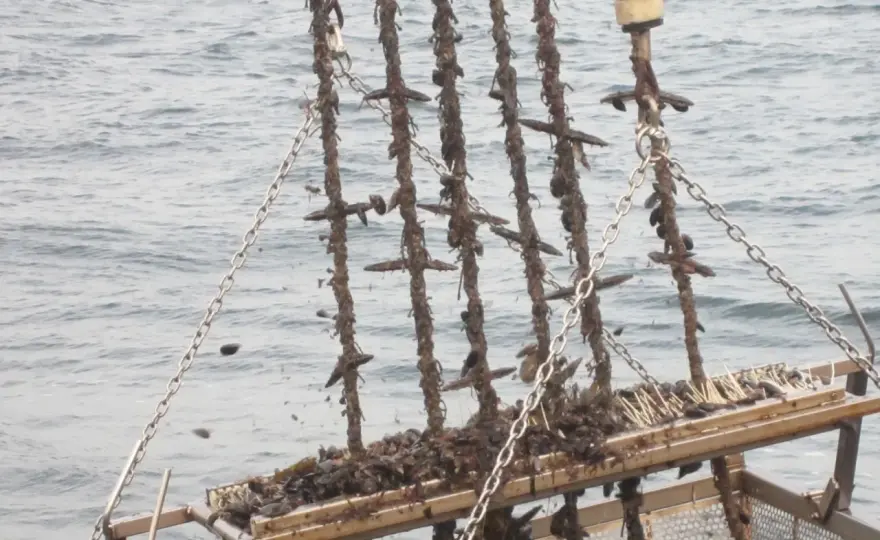Bateas gallegas - cómo funciona el mejillón de la ría