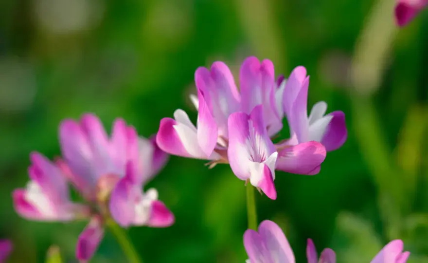 Astragalo - Benefici, usi e cautele: la guida completa