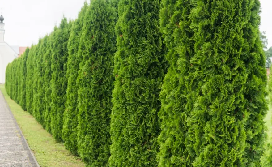 Jak prawidłowo sadzić tuje brabant? Odległość 60-80 cm dla żywopłotu