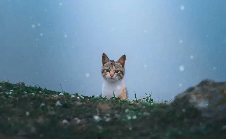Kot po francusku: Tłumaczenie, wymowa i ciekawe idiomy