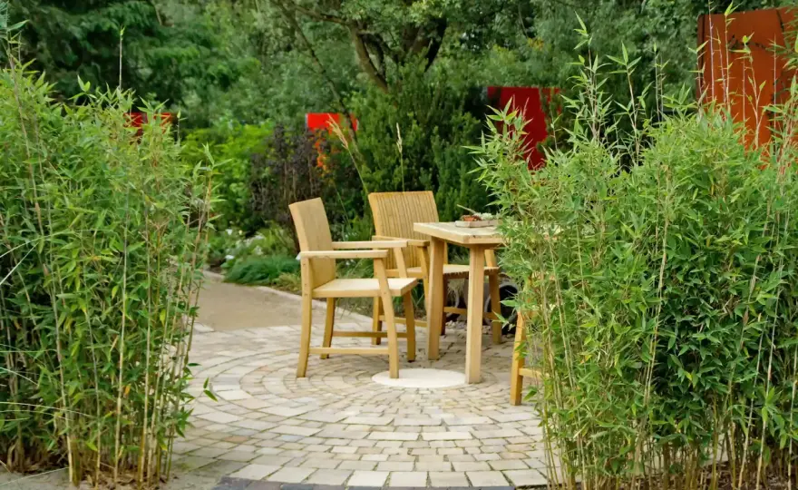 Bambus im Garten - So gelingt die Pflanzung & Pflege richtig