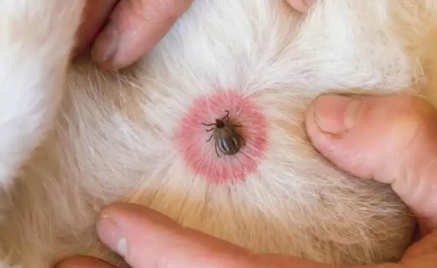 Enfermedad de Lyme en perros - ¿Qué debes saber para protegerlo?