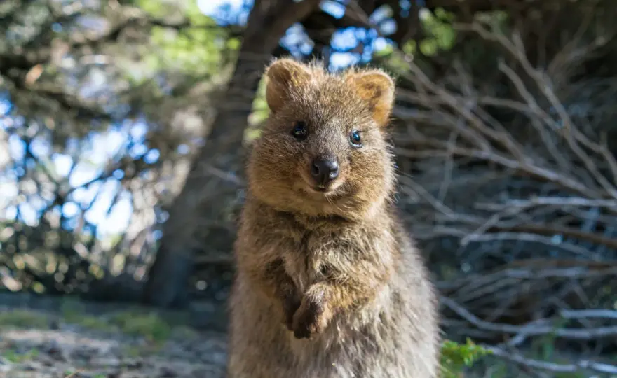 Najsłodsze zwierzę świata? Quokka, panda, fenek i inni kandydaci