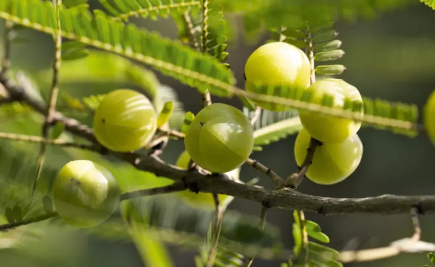 Amla für die Leber - was die Forschung wirklich zeigt