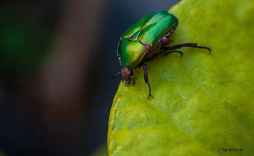 Insetti utili nell’orto - come riconoscerli e proteggerli