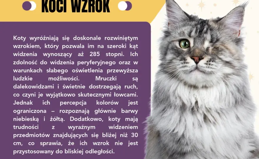 Ciekawostki o kotach - Zrozum swojego pupila lepiej!