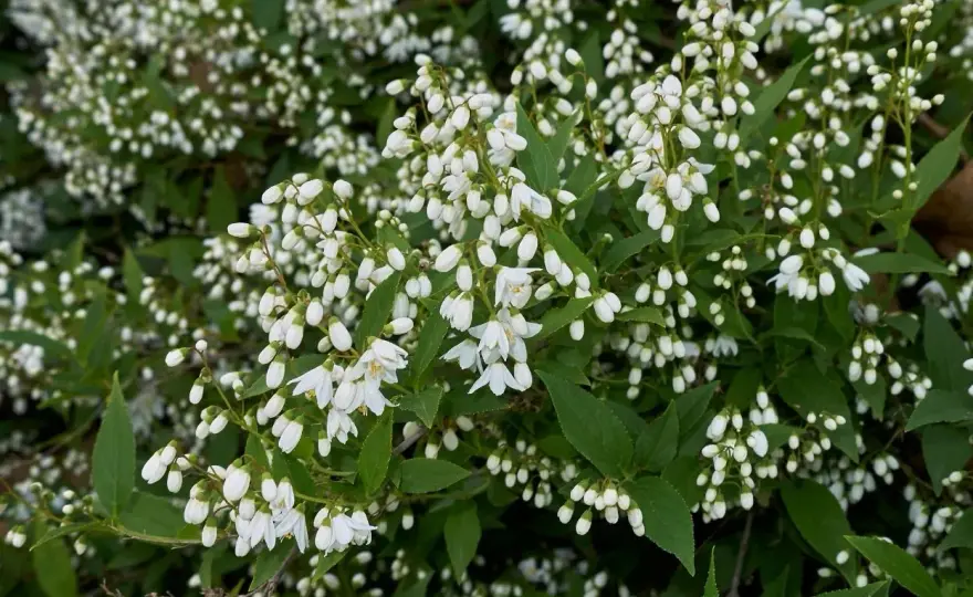 Quelle hauteur atteint un deutzia selon la variété ?