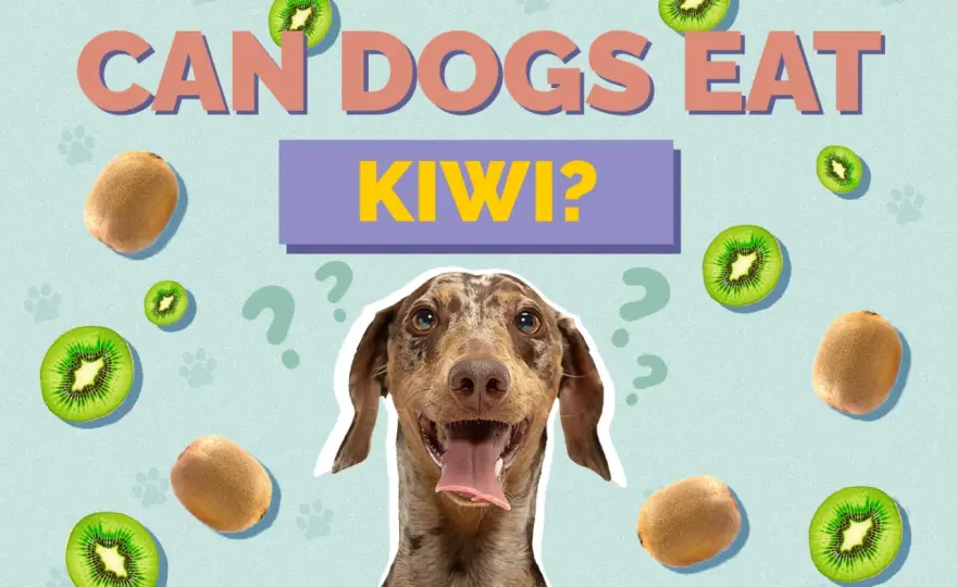 Can Dogs Eat Kiwi? - Safe Guide & What to Know
