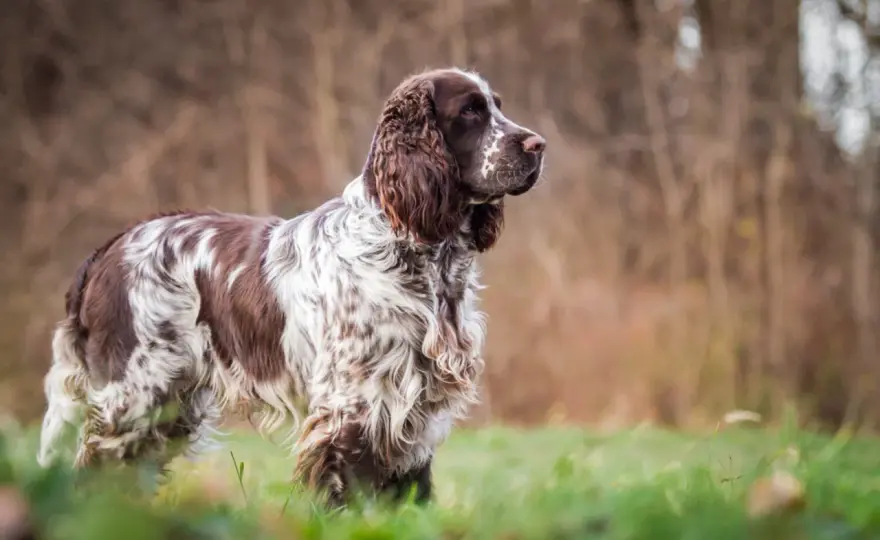 English Springer Spaniel - passt die Rasse zu deinem Alltag?