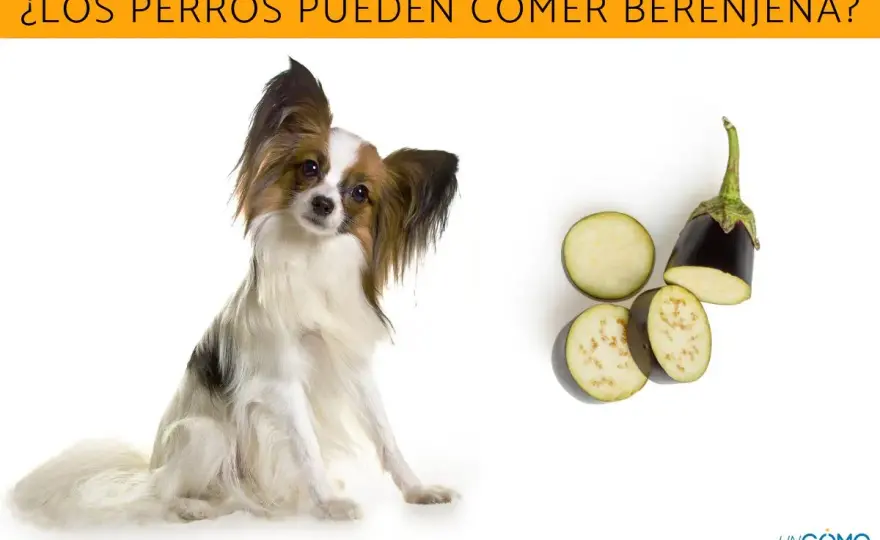 ¿Perros pueden comer berenjena? Guía segura para tu mascota