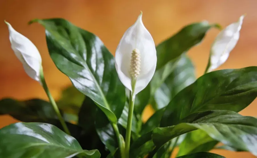 Spathiphyllum, les bons gestes pour des feuilles saines et fleuries