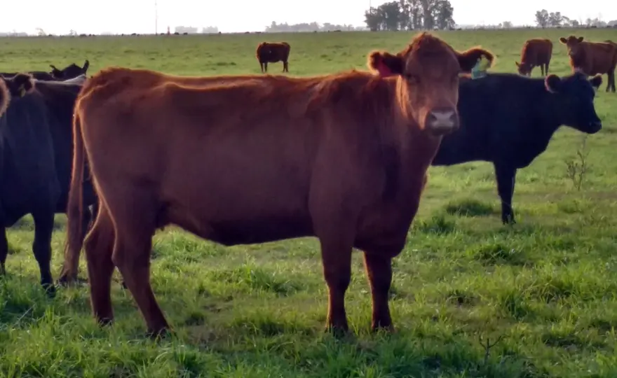 Soñar con Vacas - Significado, Color y Mensajes Ocultos