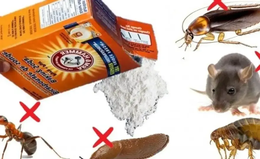 Soda na mrówki - Jak przygotować przynętę i czy to faktycznie działa?