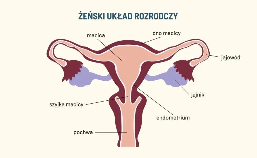 Pochwa - budowa, funkcje, objawy. Co jest normą, a co problemem?