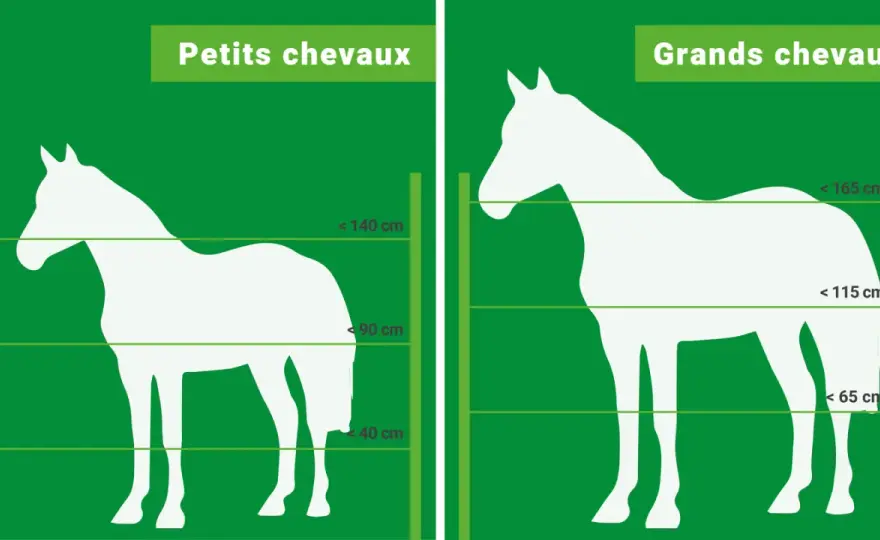 Clôture chevaux - Quelle hauteur choisir pour la sécurité et la gestion?