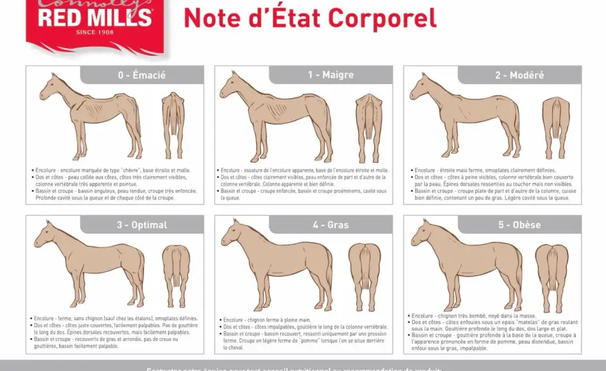 Musculature cheval - Guide complet pour un dos sain