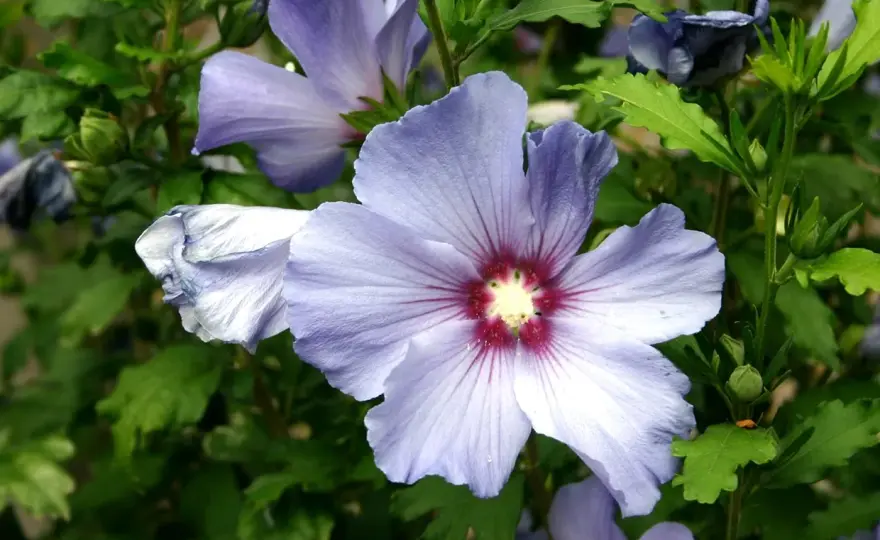 Taille de l’hibiscus - quand et comment bien le faire