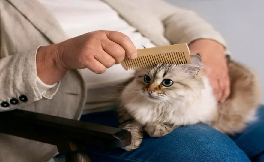Pelo de gato en casa - guía para limpiar sin levantar alérgenos