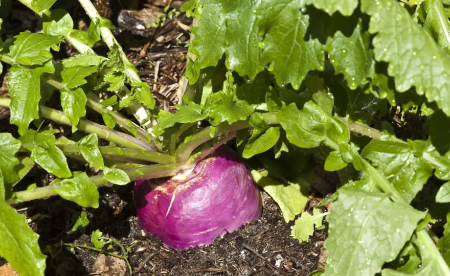 Quelle variété de navet choisir pour son potager ?