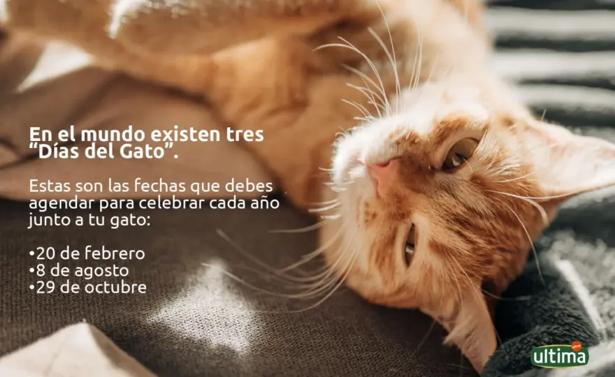 Día del Gato - ¿Cómo celebrarlo para su bienestar?