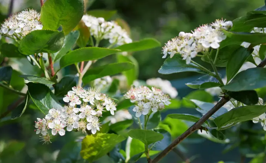 Kiedy kwitnie aronia? Odkryj najważniejsze informacje o jej kwiatach