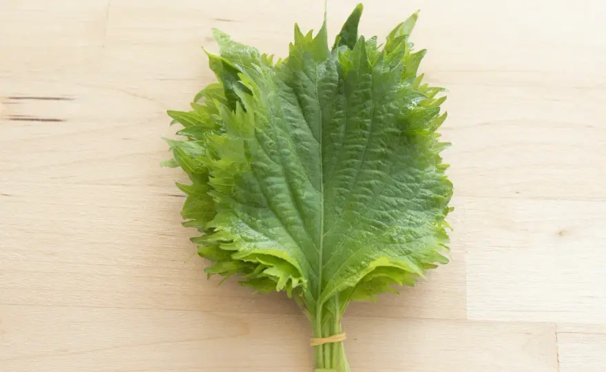 Shiso Recipes - Master This Herb's Freshness & Avoid Flat Flavors