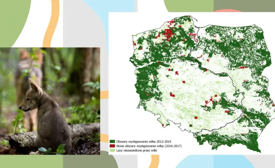 Gdzie mieszkają wilki? Zasięg, siedliska i ochrona w Polsce