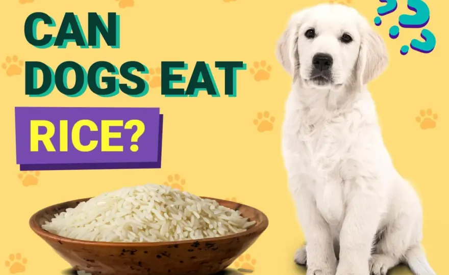 Can Dogs Eat Rice? What Vets Want You To Know