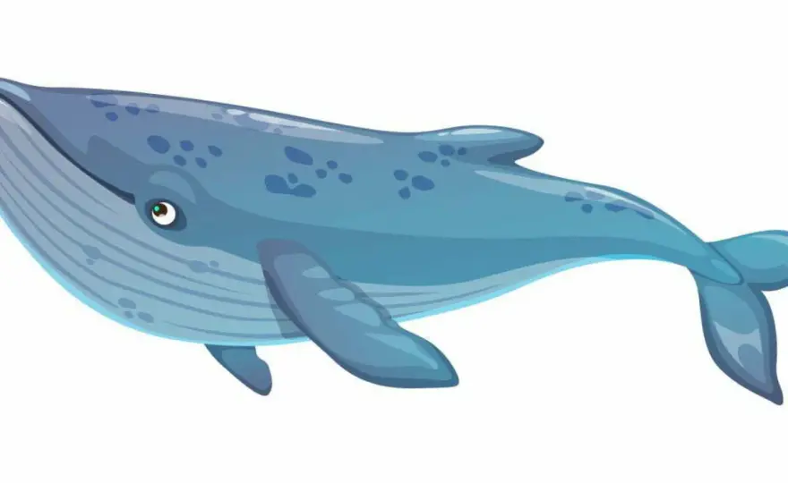 Płetwal błękitny - największy ssak? Prawda o gigancie oceanów