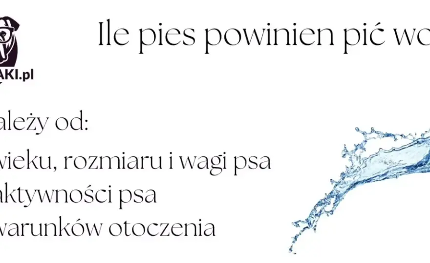 Ile wody powinien pić pies? Prosty przelicznik i objawy!
