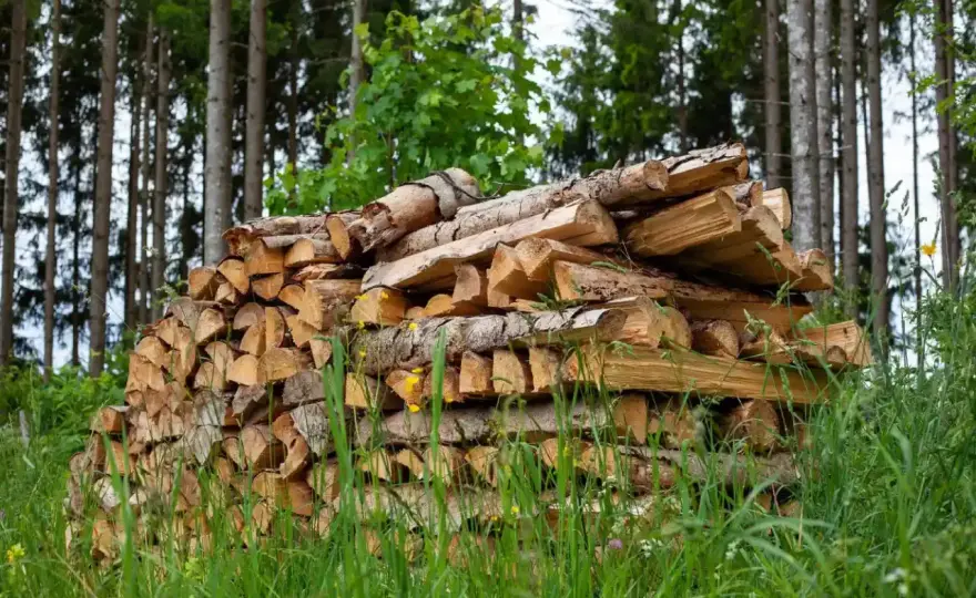 Brennholz aus dem Wald kaufen - Was wirklich zählt!
