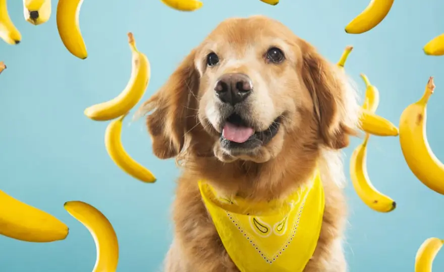 Czy pies może jeść banana? Sprawdź, zanim mu podasz!