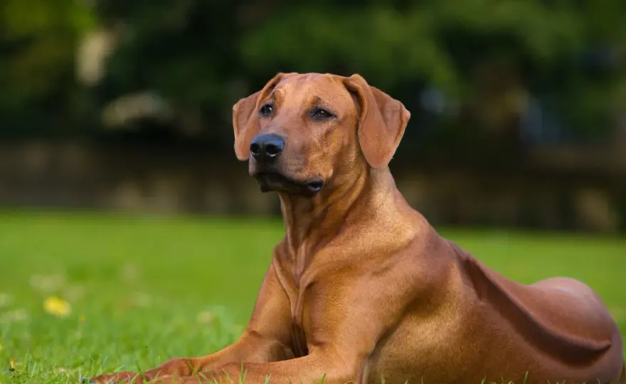 Rhodesian Ridgeback - Taille et poids réels à l'âge adulte