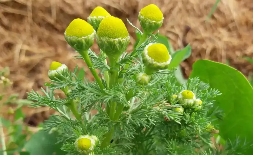 Strahlenlose Kamille - Ihr Boden-Detektiv im Garten?