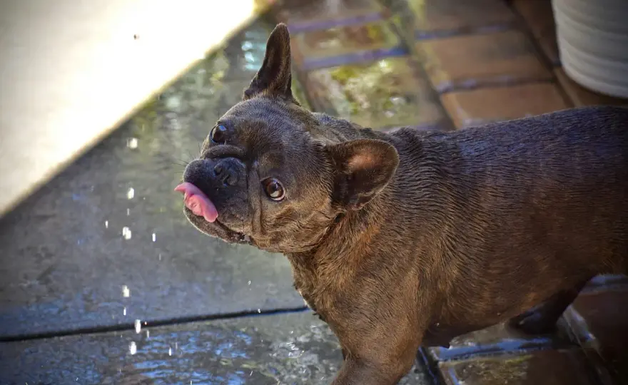 Singhiozzo nel cane - Quando è normale e quando preoccuparsi?