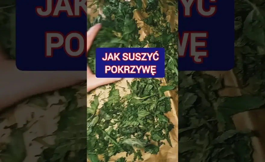 Jak suszyć pokrzywę na herbatę, aby zachować jej cenne właściwości