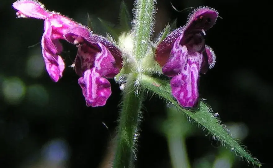 Wald-Ziest (Stachys sylvatica) – Dein schattiger Gartentraum?