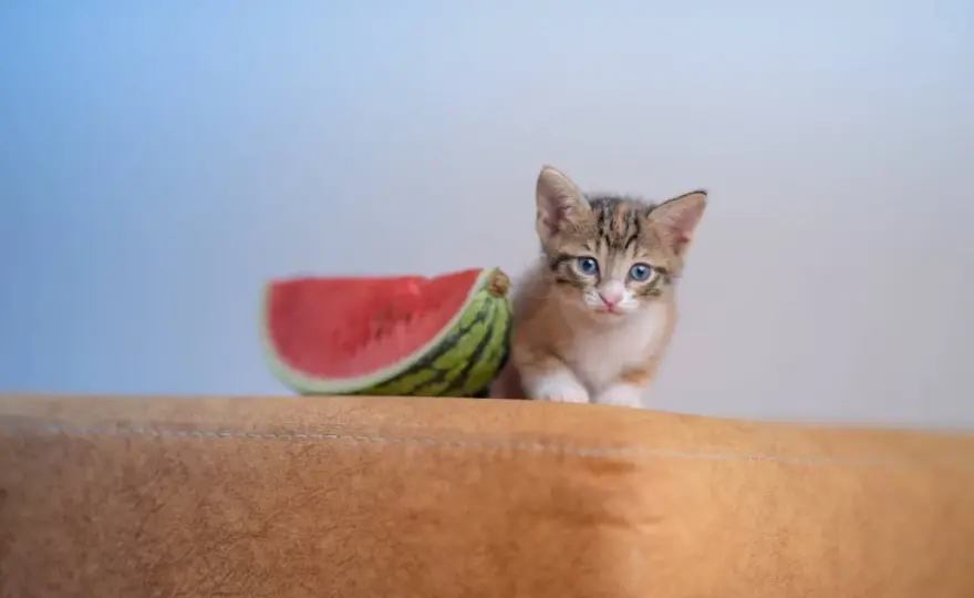 Wassermelone für Katzen - wann der Snack okay ist