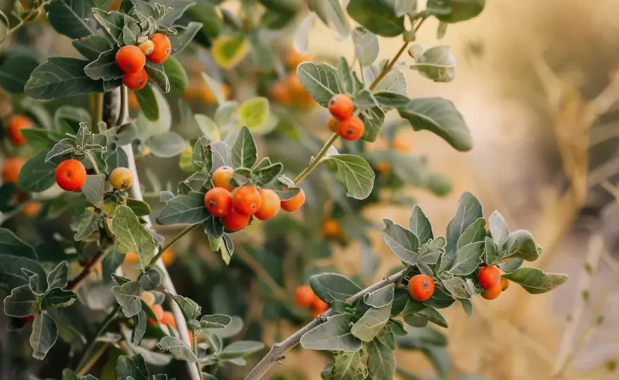 Ashwagandha - Co naprawdę daje? Fakty, dawkowanie i wybór