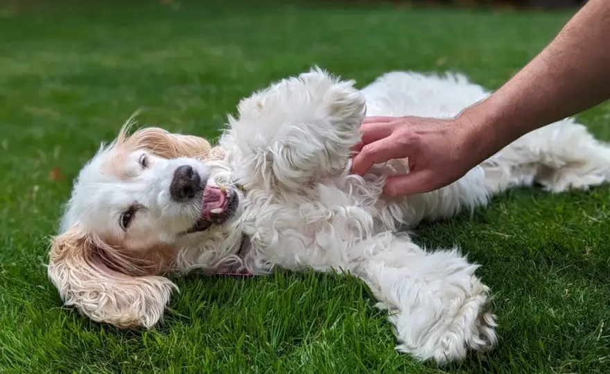 ¿Tu perro tiene cosquillas? Descubre qué te dice su cuerpo