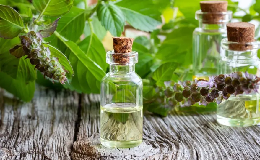 Tulsi (Basilico Santo) - Guida Completa per Usarlo Bene
